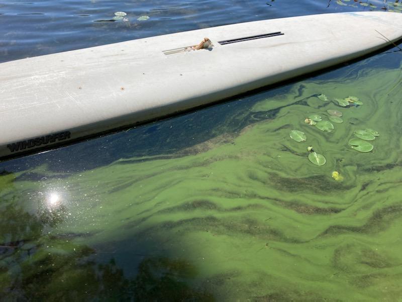 A harmful algal bloom creates a characteristic spilled paint appearance